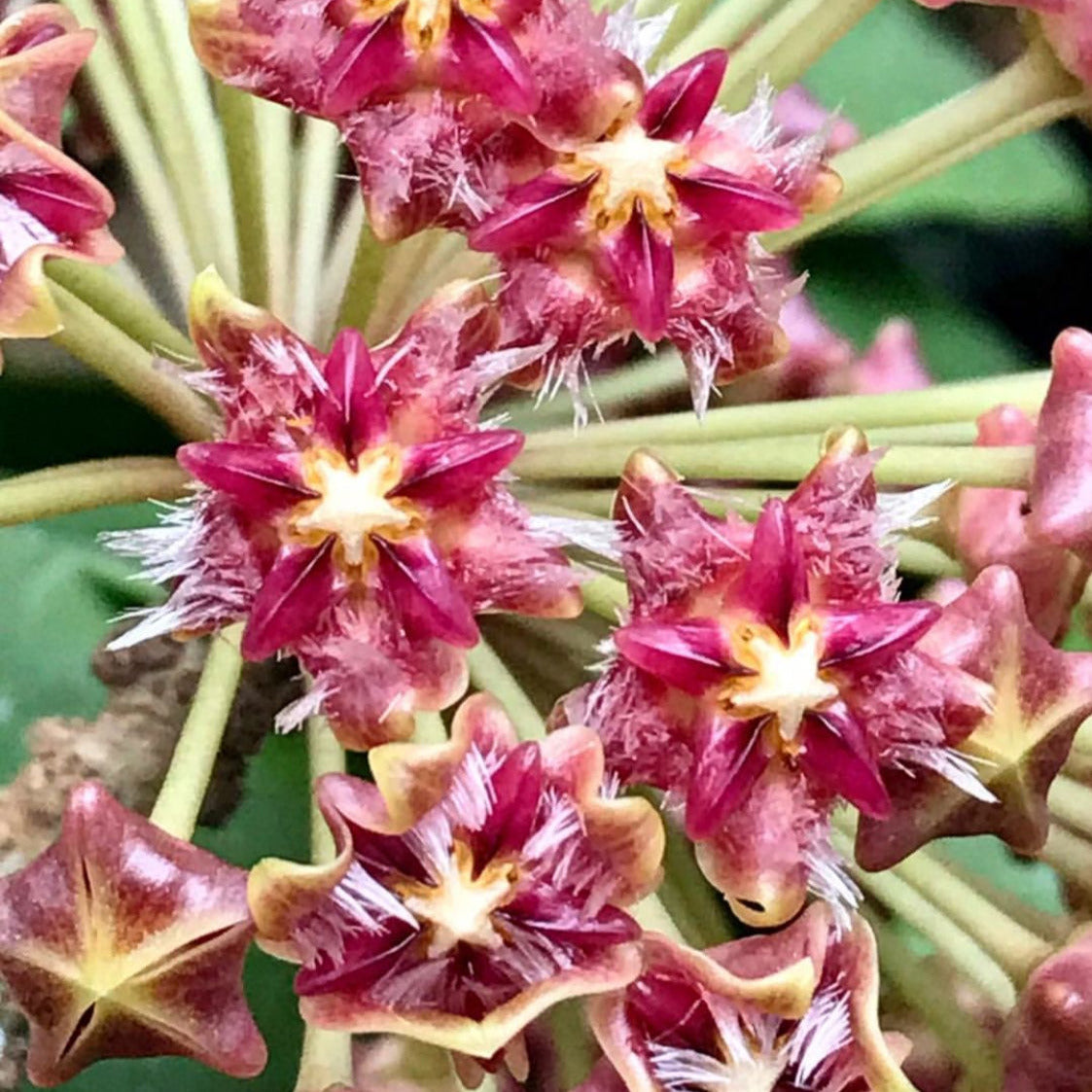 Hoya mindorensis H40