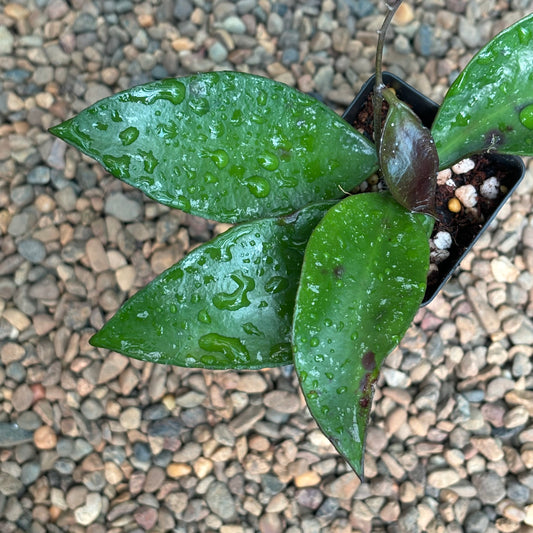 Hoya benchaii red H464