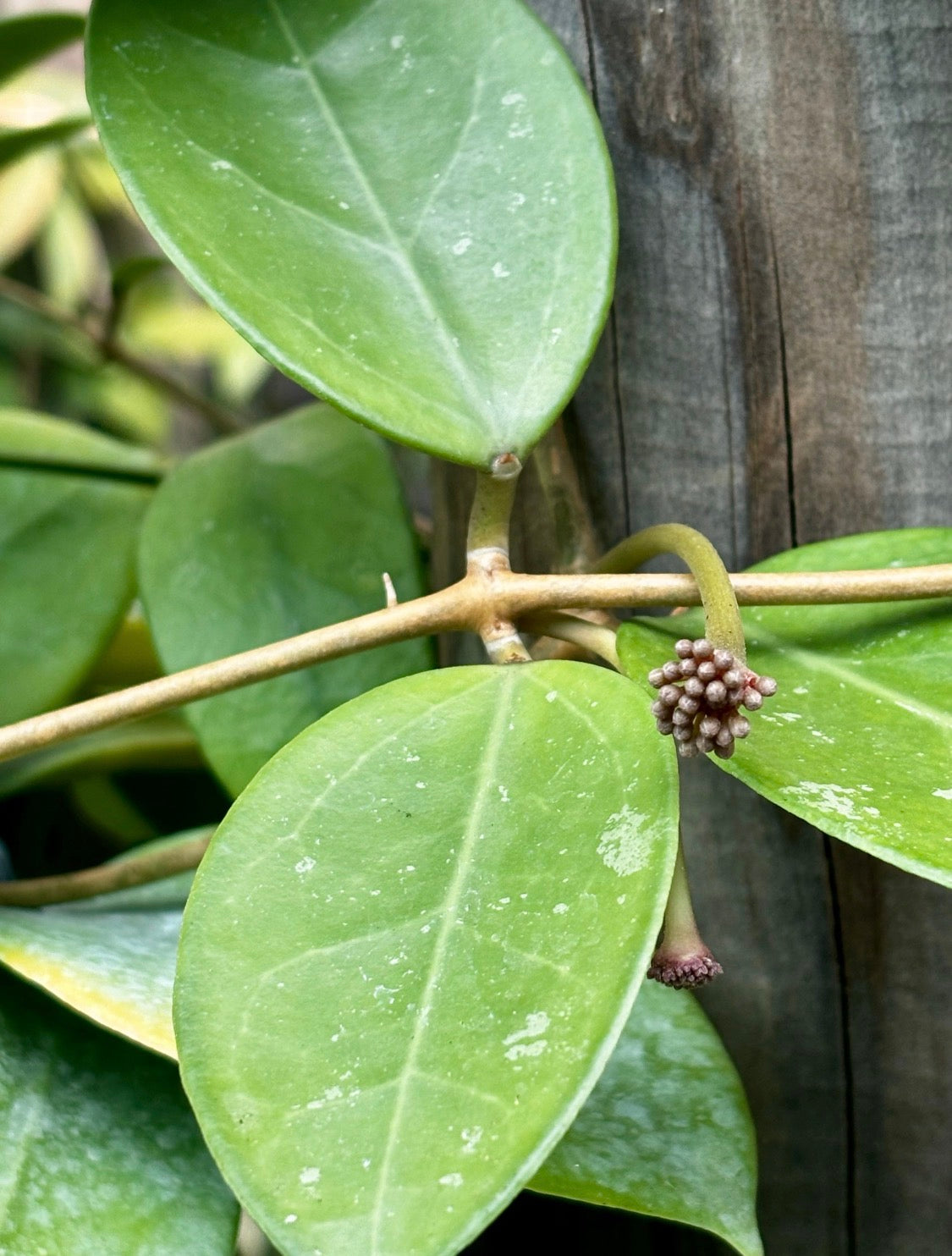 Hoya verticillata H205