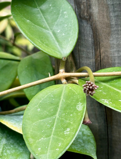 Hoya verticillata H205