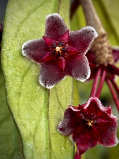 Hoya pubicalyx ‘Red Buttons’ IML 0268 H323
