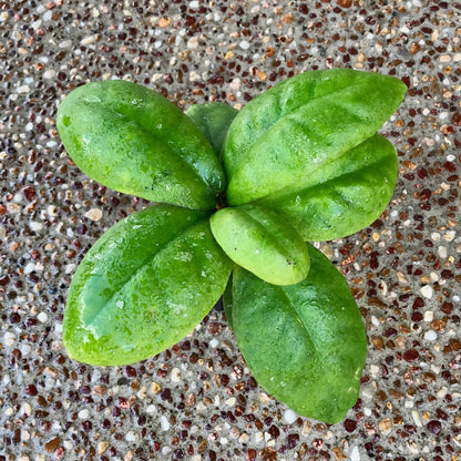 Hoya mitrata IML 1563 H110