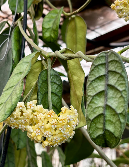 Hoya villosa Vietnam IML 1663 H156