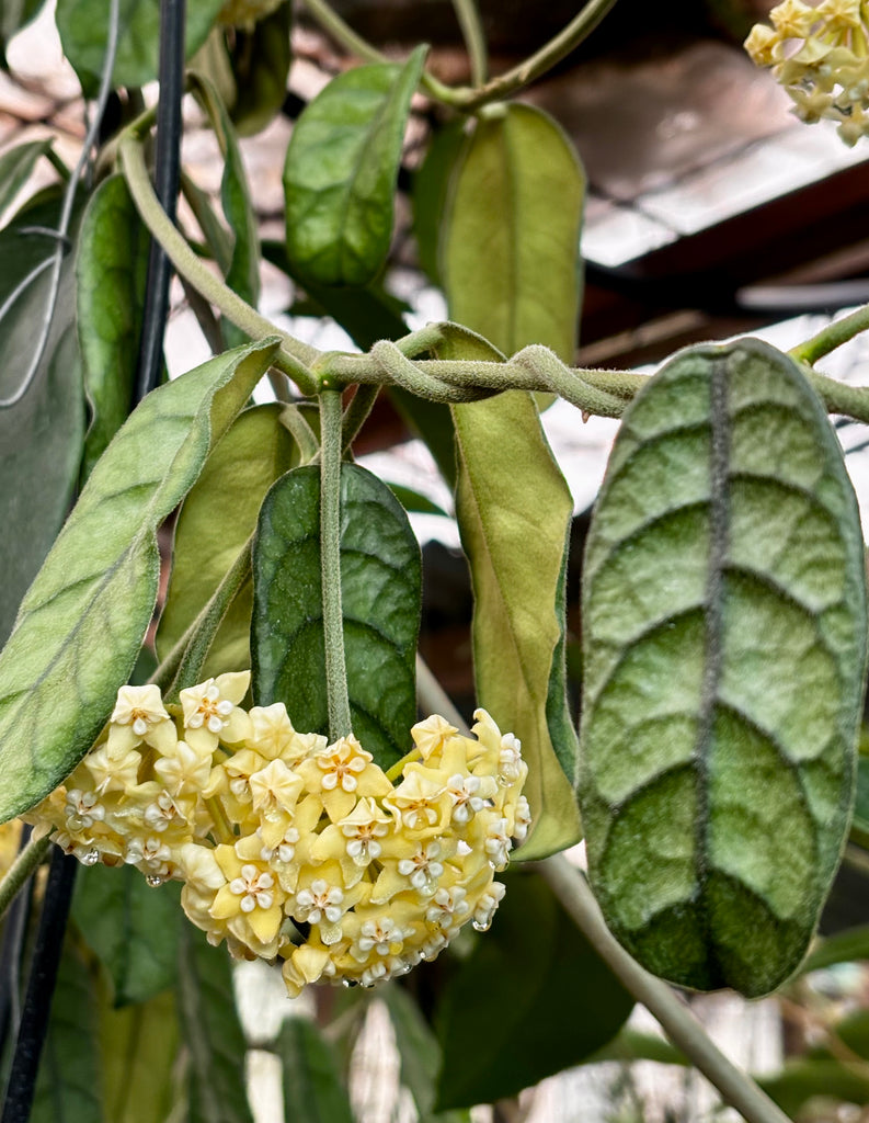 Hoya villosa Vietnam IML 1663 H156