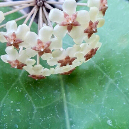 Hoya sp. Java IML 0452 H125