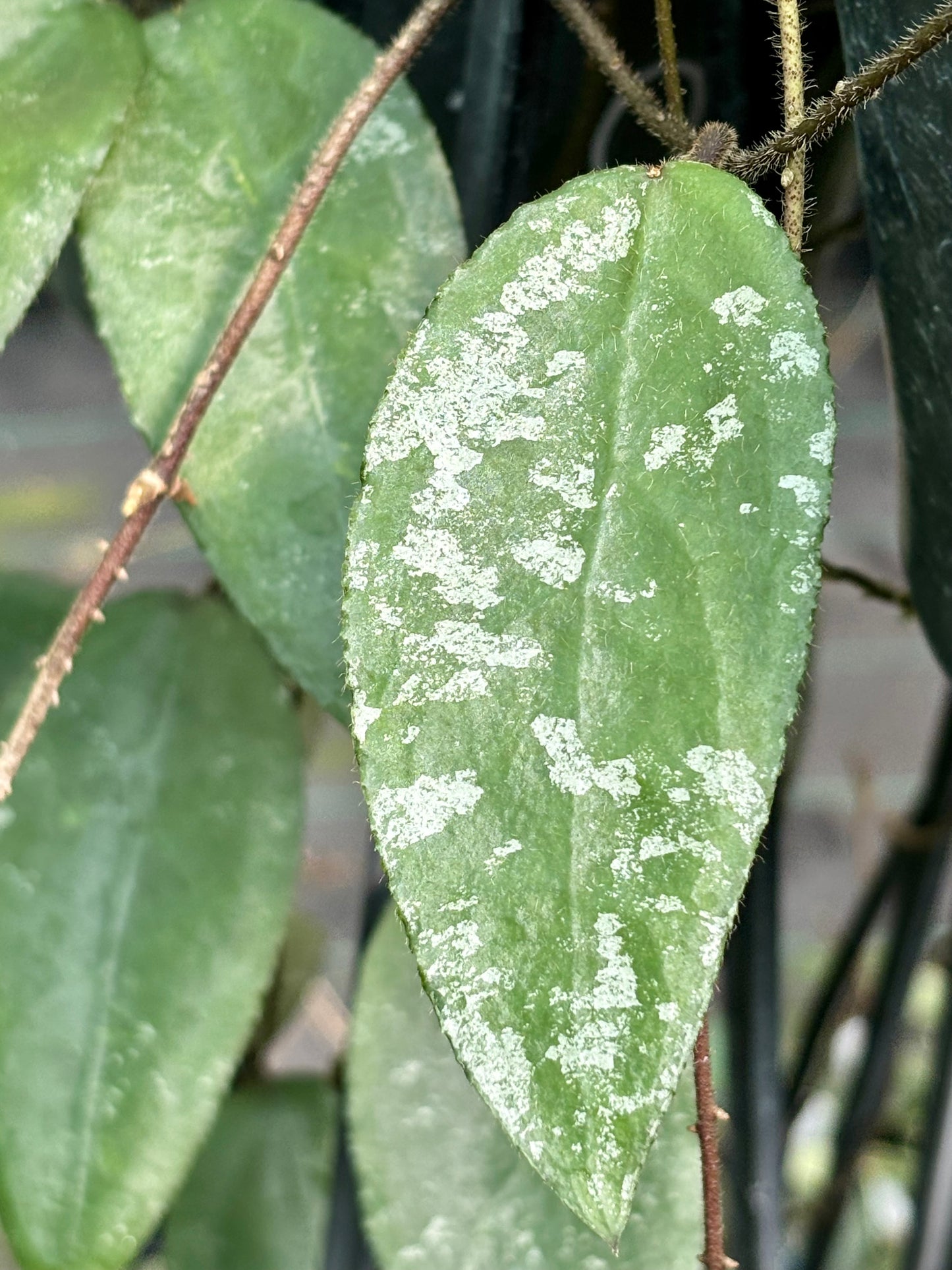 Hoya caudata v crassifolia H200