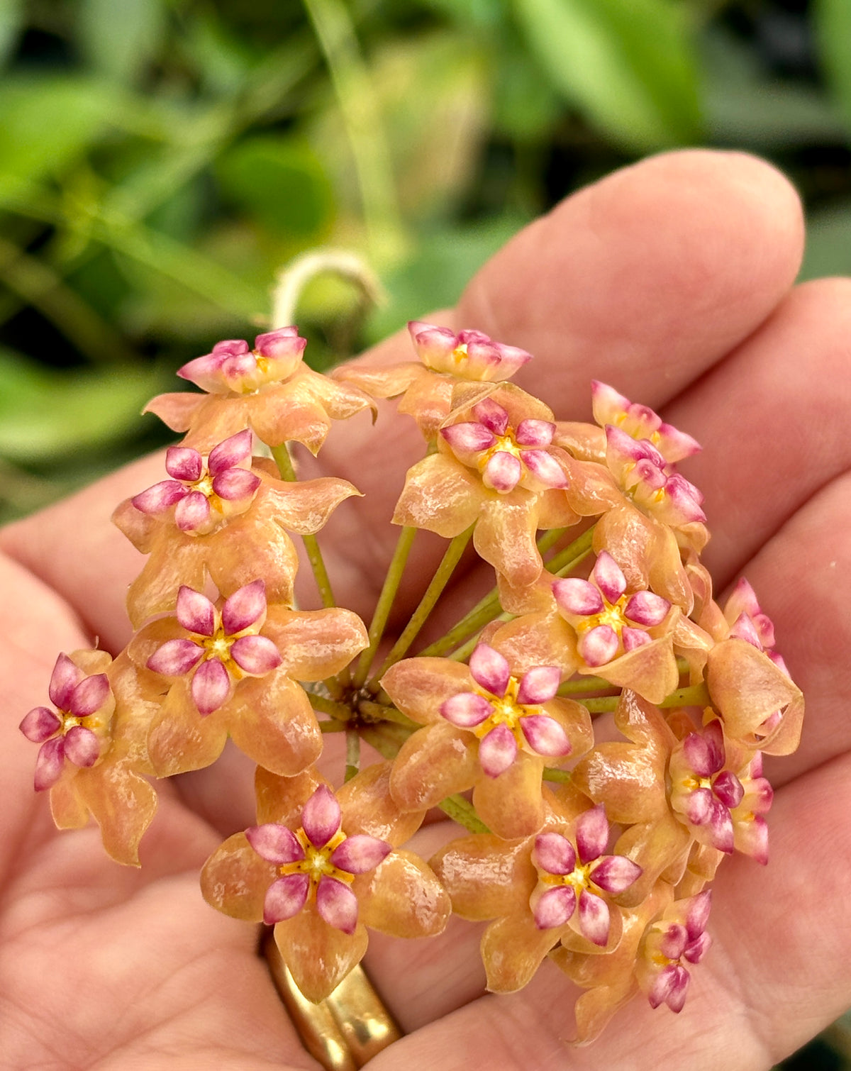 Hoya palawanica IML 1605 H254