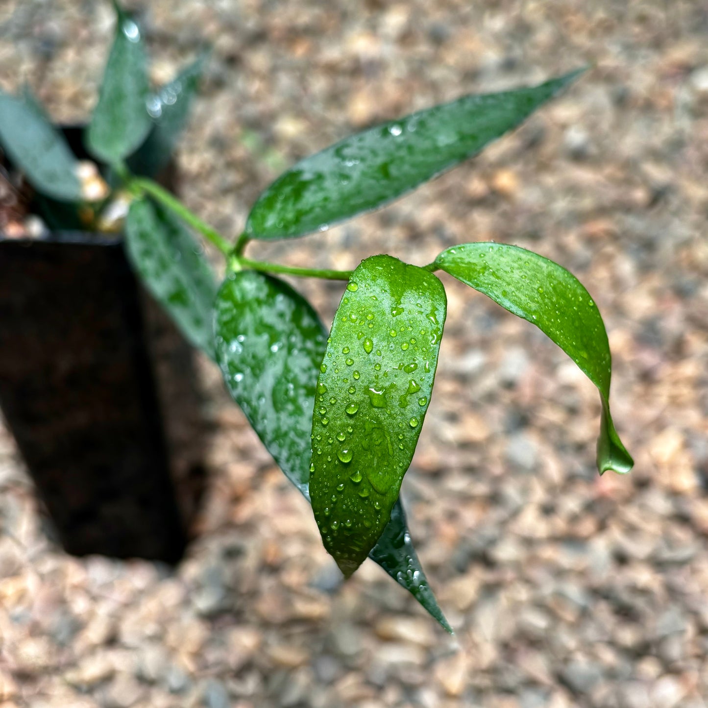 Hoya burmanica H412