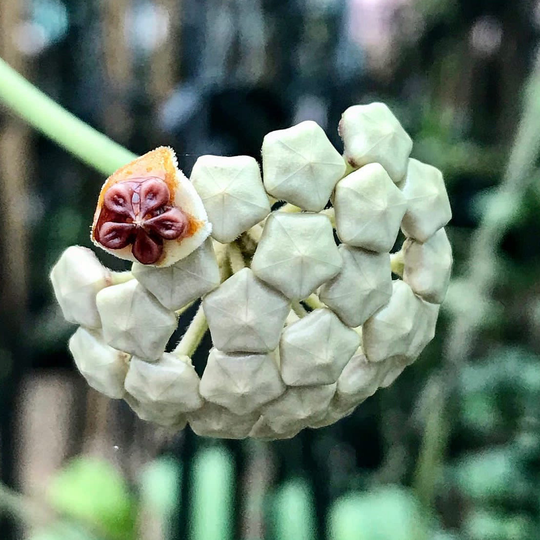 Hoya kerrii H44
