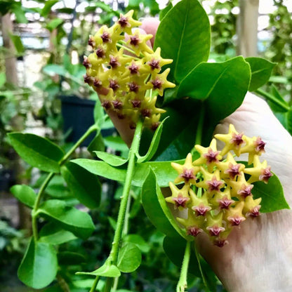 Hoya densifolia H203
