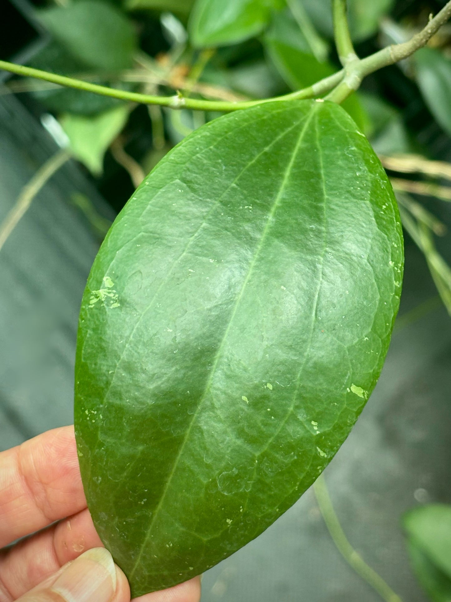 Hoya dolichosparte IML 1377 H99