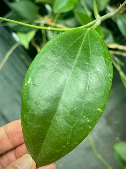 Hoya dolichosparte IML 1377 H99