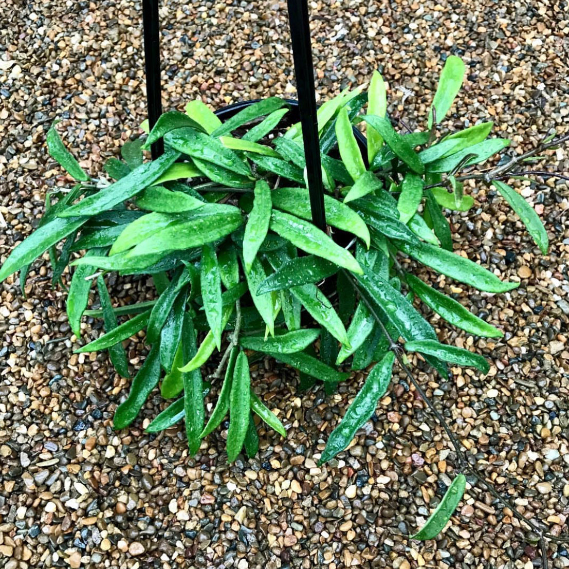 Hoya 'Minibelle' H14