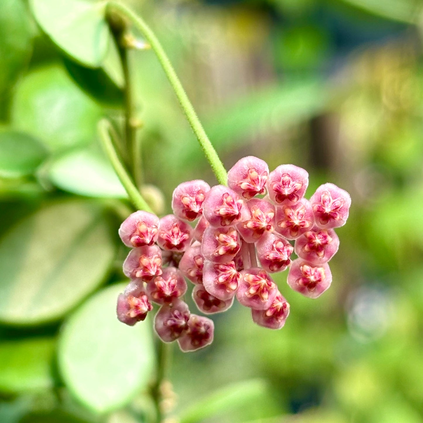 Hoya bilobata H196