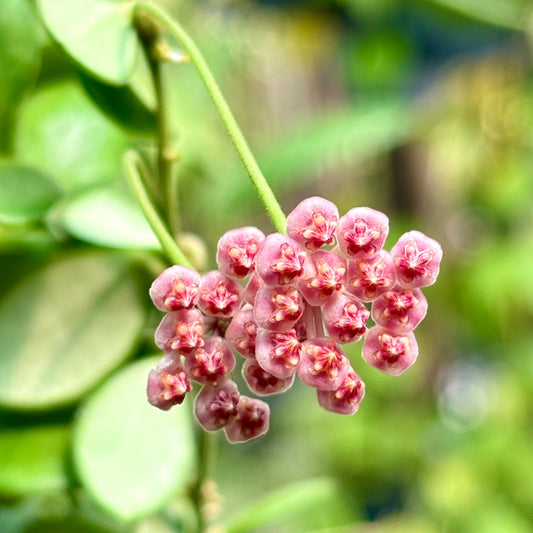 Hoya bilobata H196