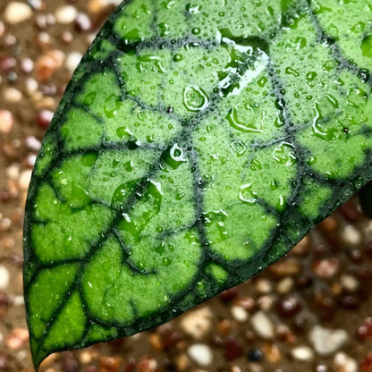 Hoya sp. Abas Sabah IML 1761 H368