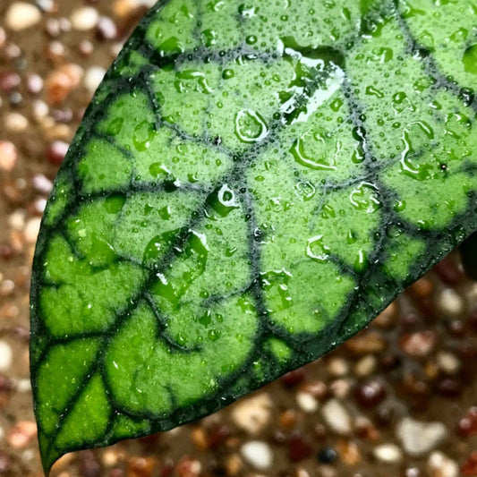 Hoya sp. Abas Sabah IML 1761 H368