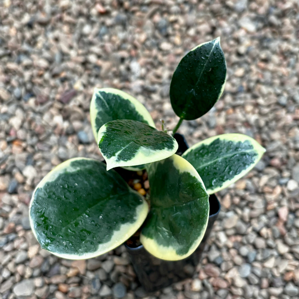 Hoya australis (albomarginata) H437