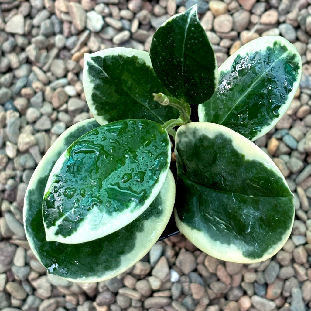 Hoya australis (albomarginata) H437