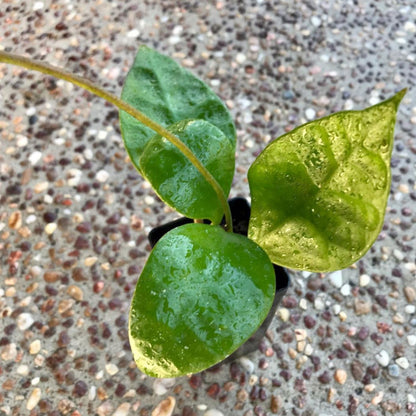 Hoya rundumensis Sarawak IML 1212 H126