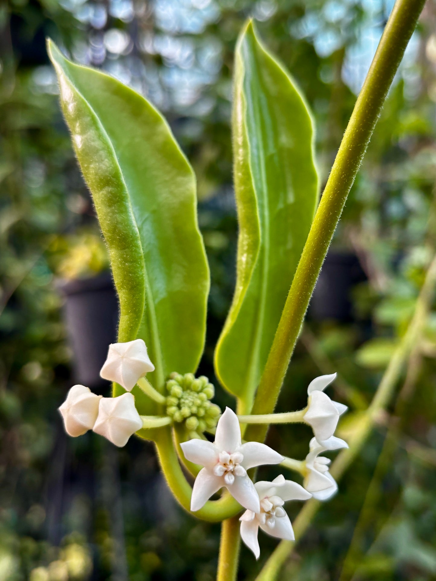 Hoya australis ssp. rupicola IML 1754 H198
