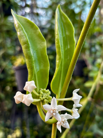 Hoya australis ssp. rupicola IML 1754 H198
