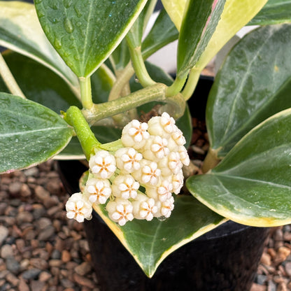 Hoya subquintuplinervis 'New Moon' H343