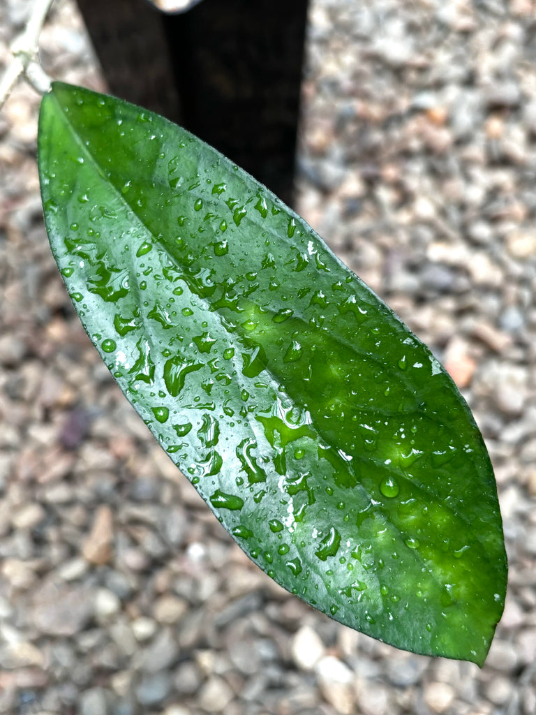 Hoya sp. Taggamus Indonesia H453