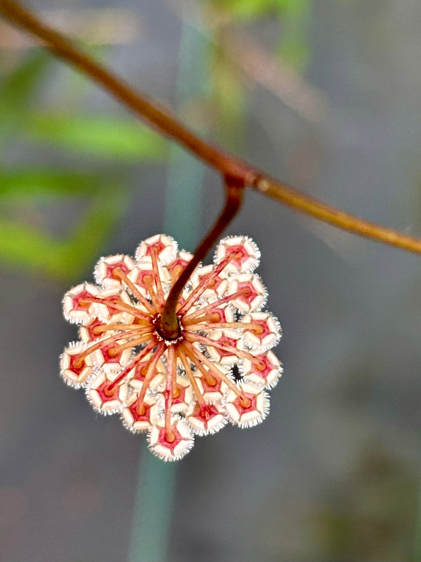 Hoya parviflora H181