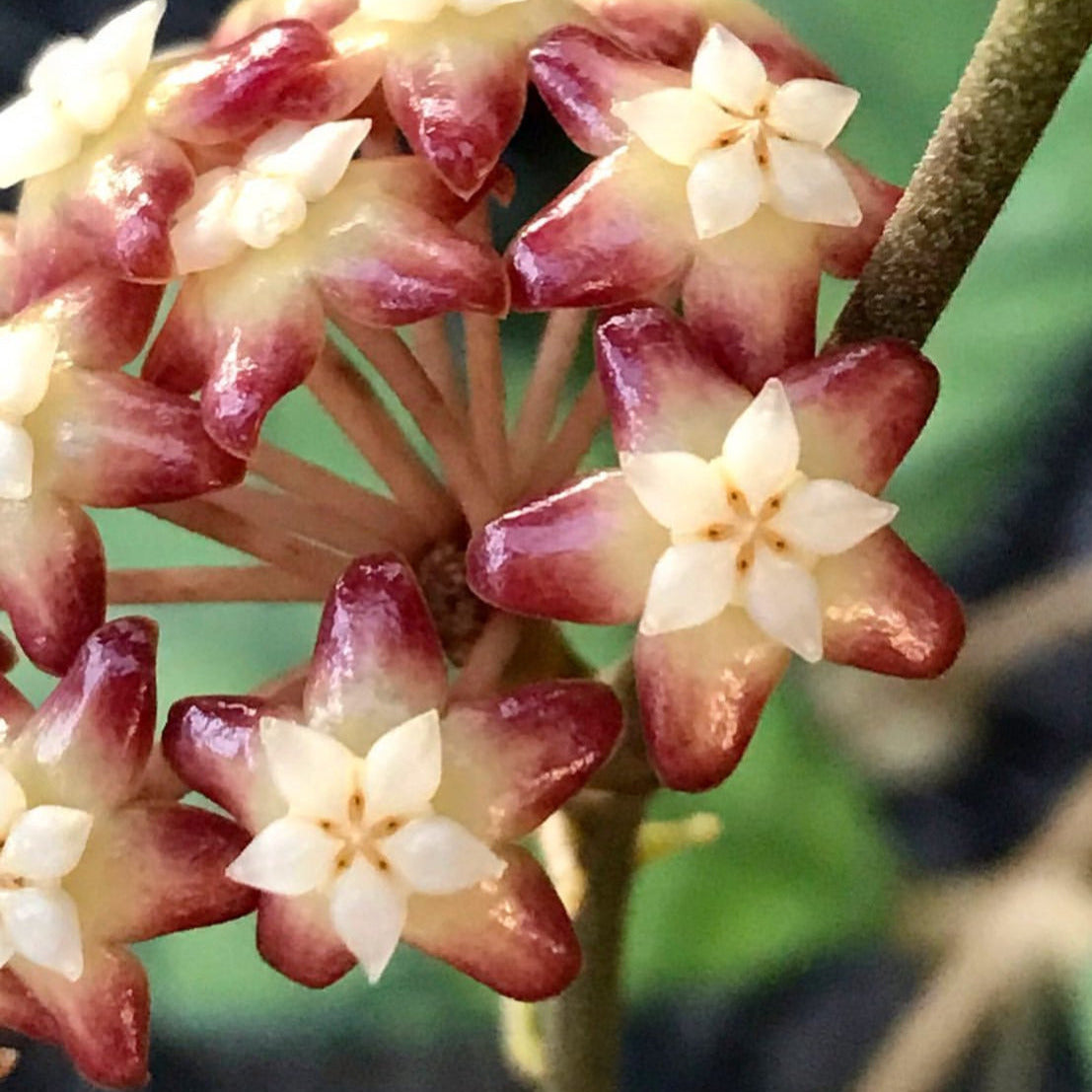 Hoya callistophylla Sabah IML 1762 H316