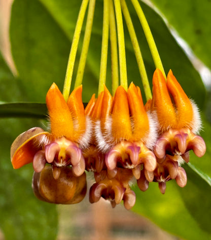 Hoya praetorii H438