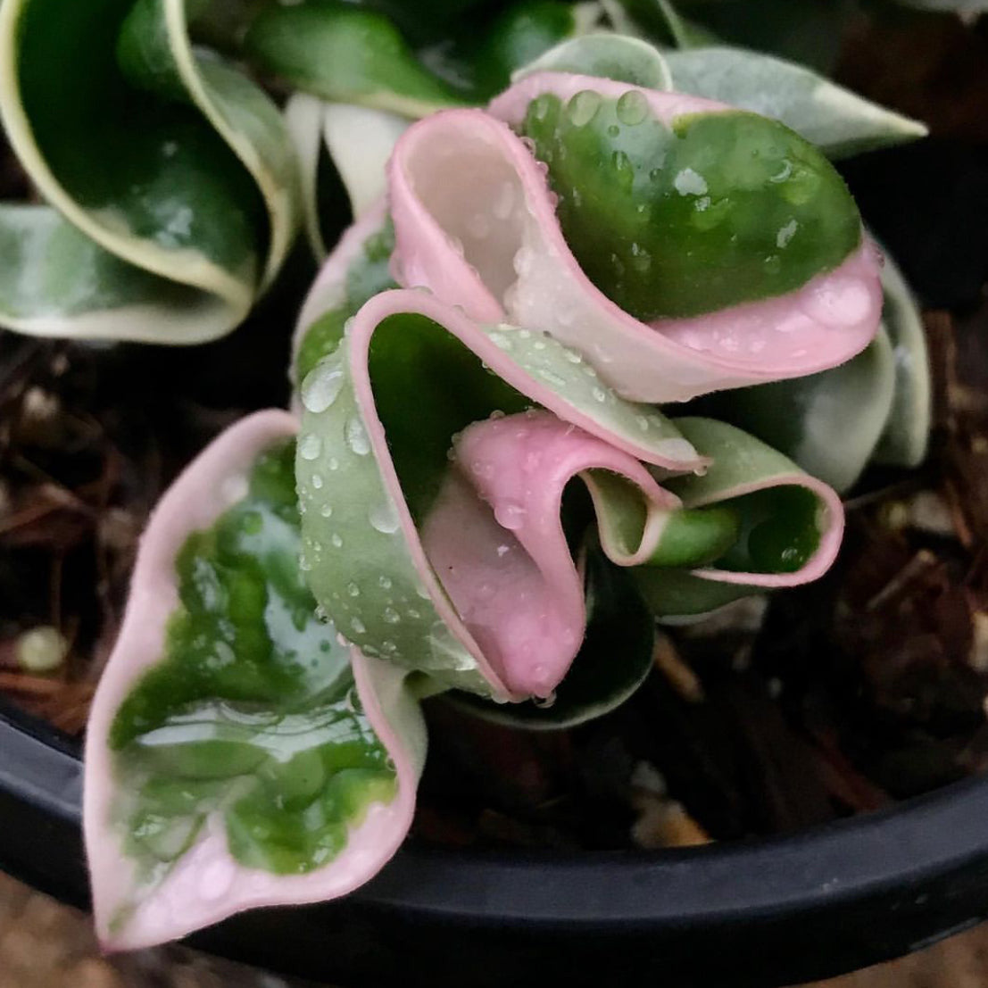 Hoya compacta Indian Rope - outside variegate H43