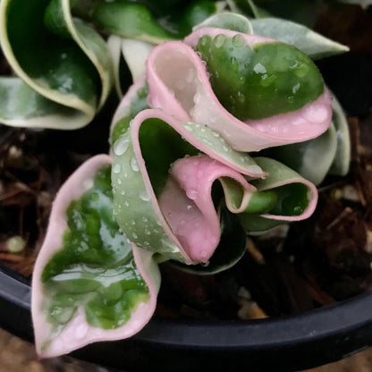 Hoya compacta Indian Rope - outside variegate H43
