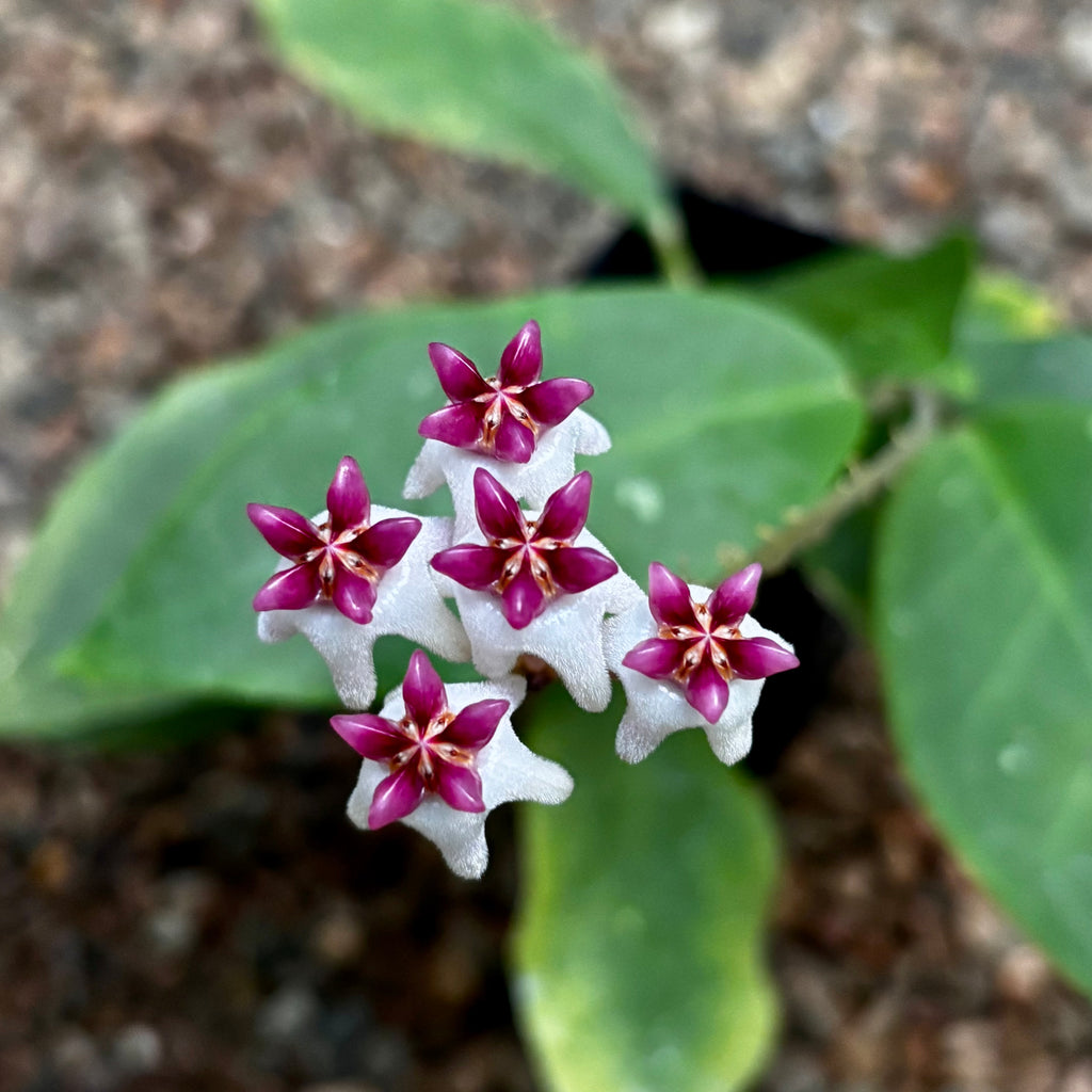 Hoya 'Patricia' H396