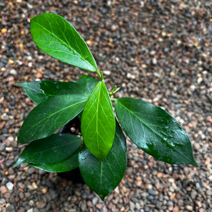 Hoya obscura H15