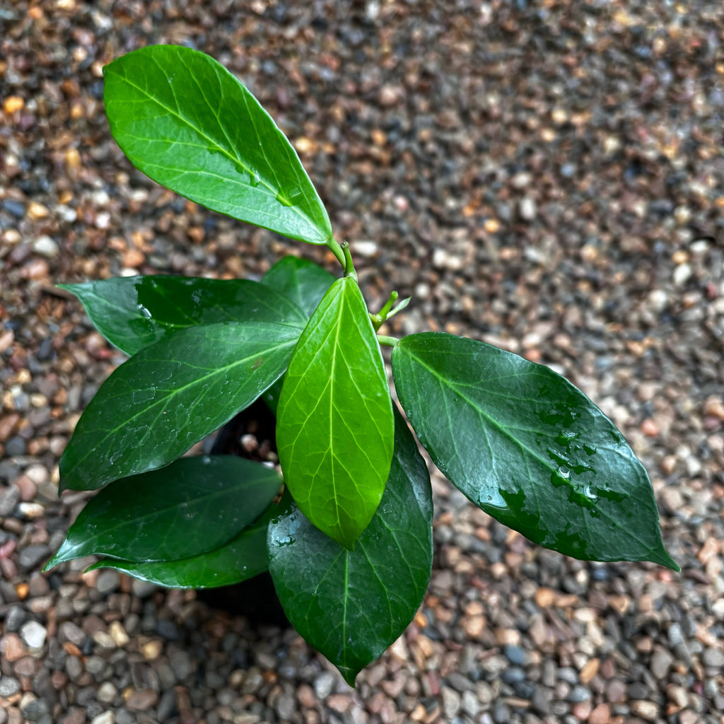 Hoya obscura H15