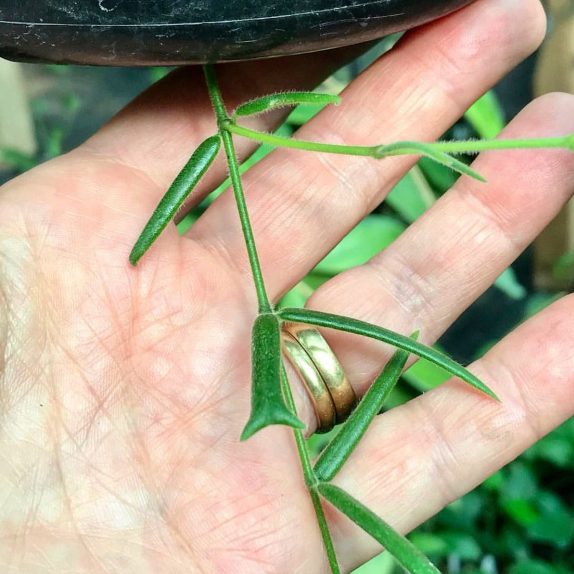 Hoya linearis IML 0139 H106