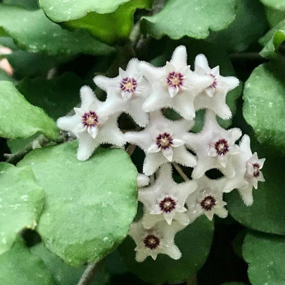 Hoya kanyakumariana IML 1580 H238