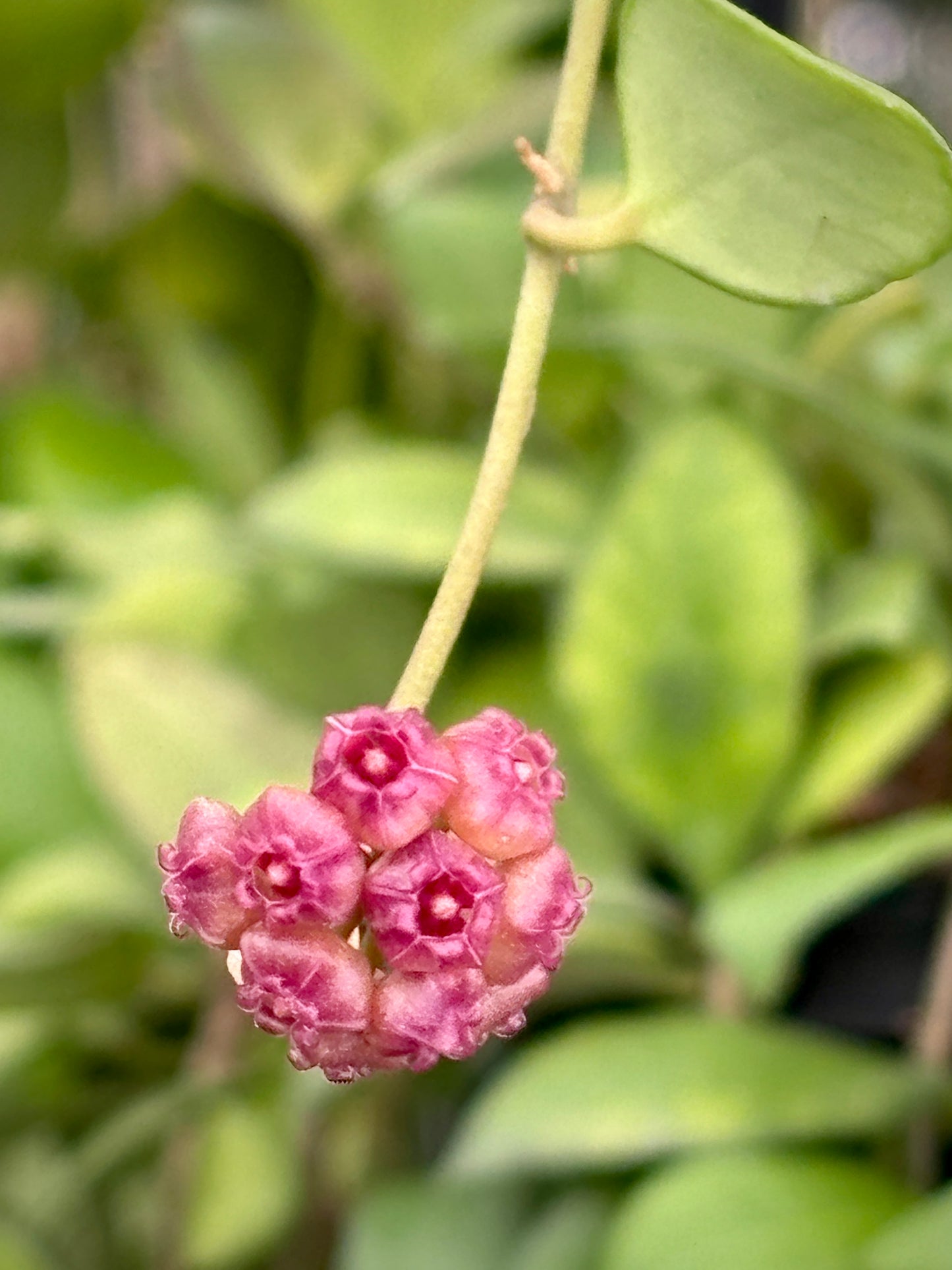 Hoya heuschkeliana H2