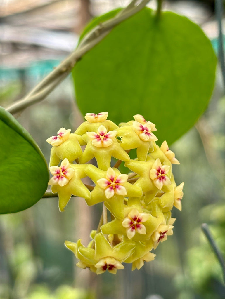 Hoya neocaledonica IML 1647 H166