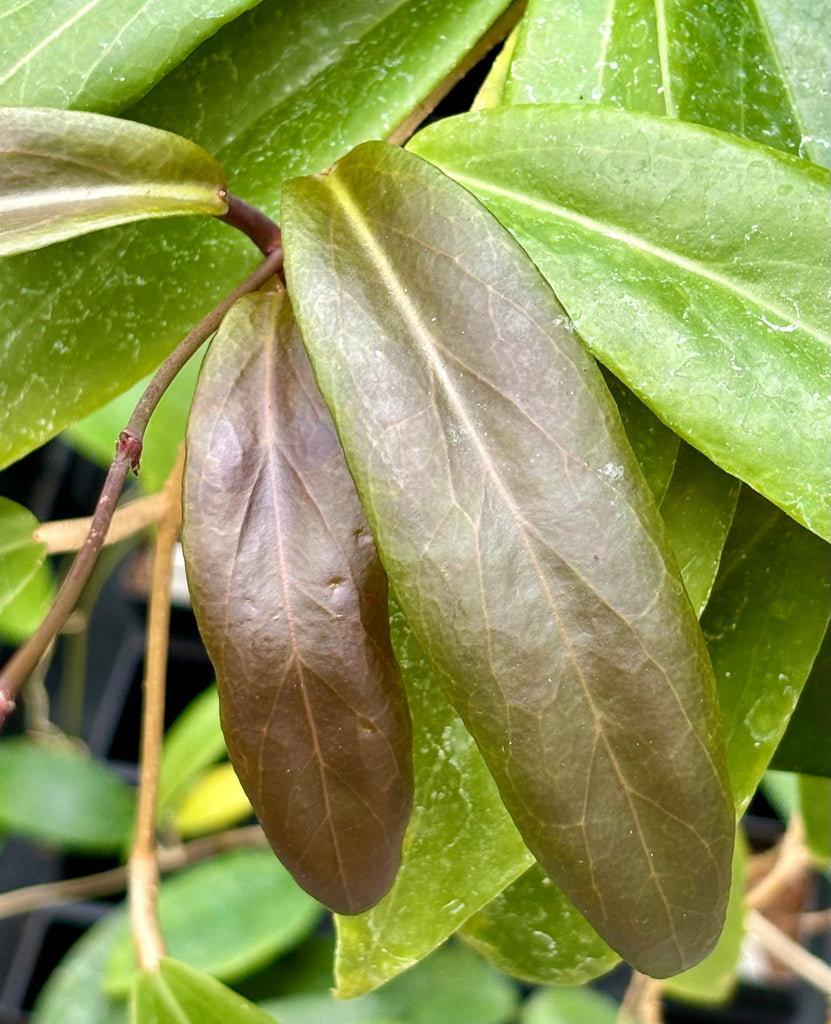 Hoya ilagiorum H183