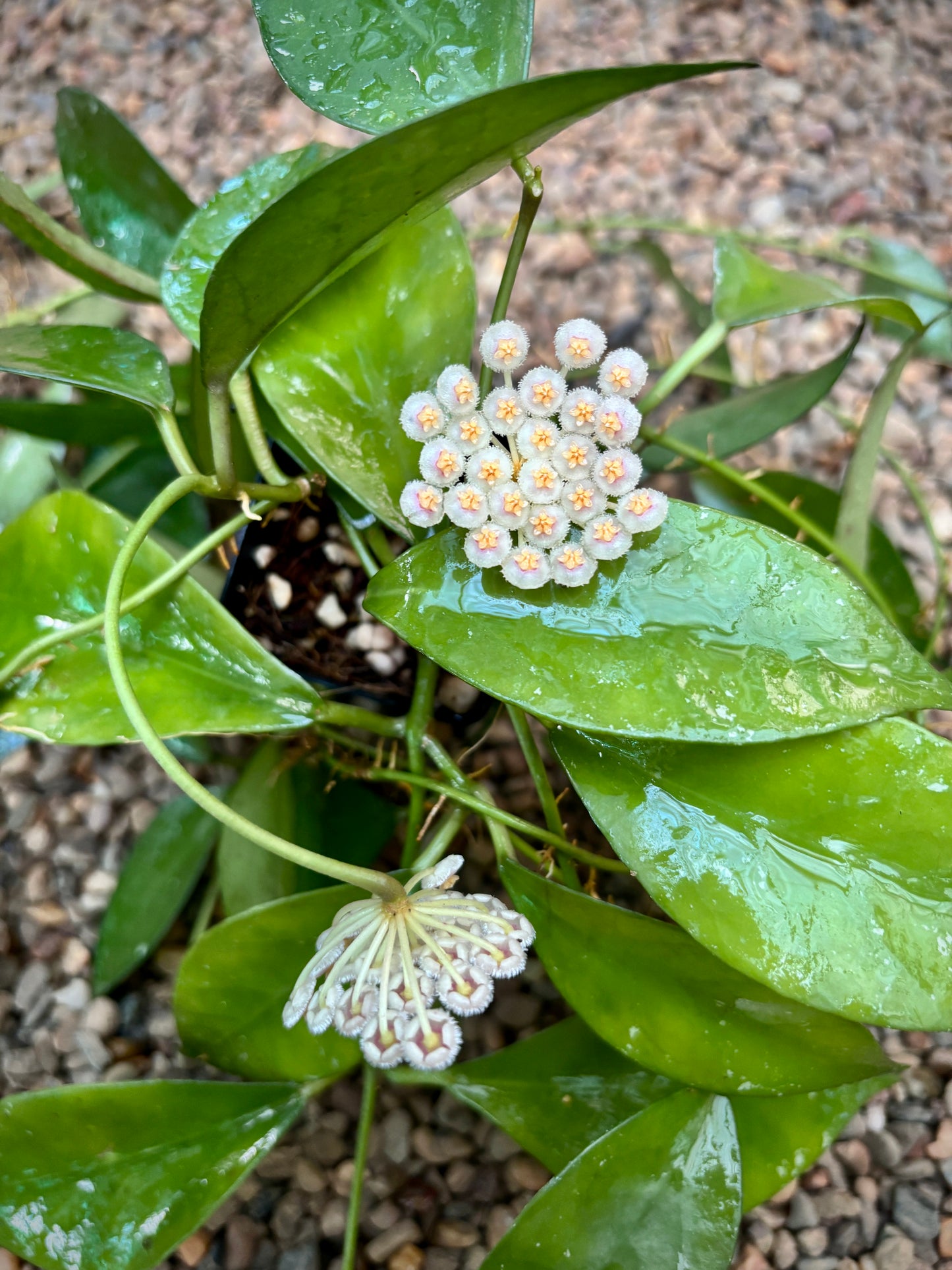 Hoya nabawanensis Malaysia IML 0078 H333