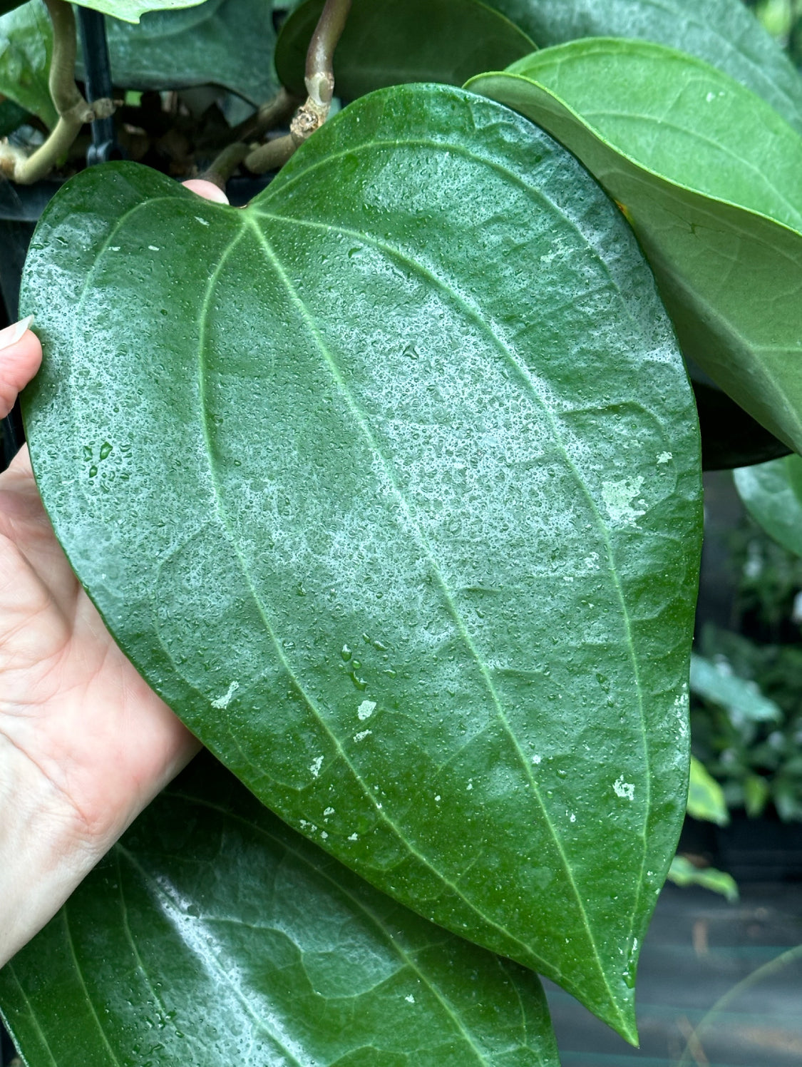 Hoya latifolia IML 1590 H116