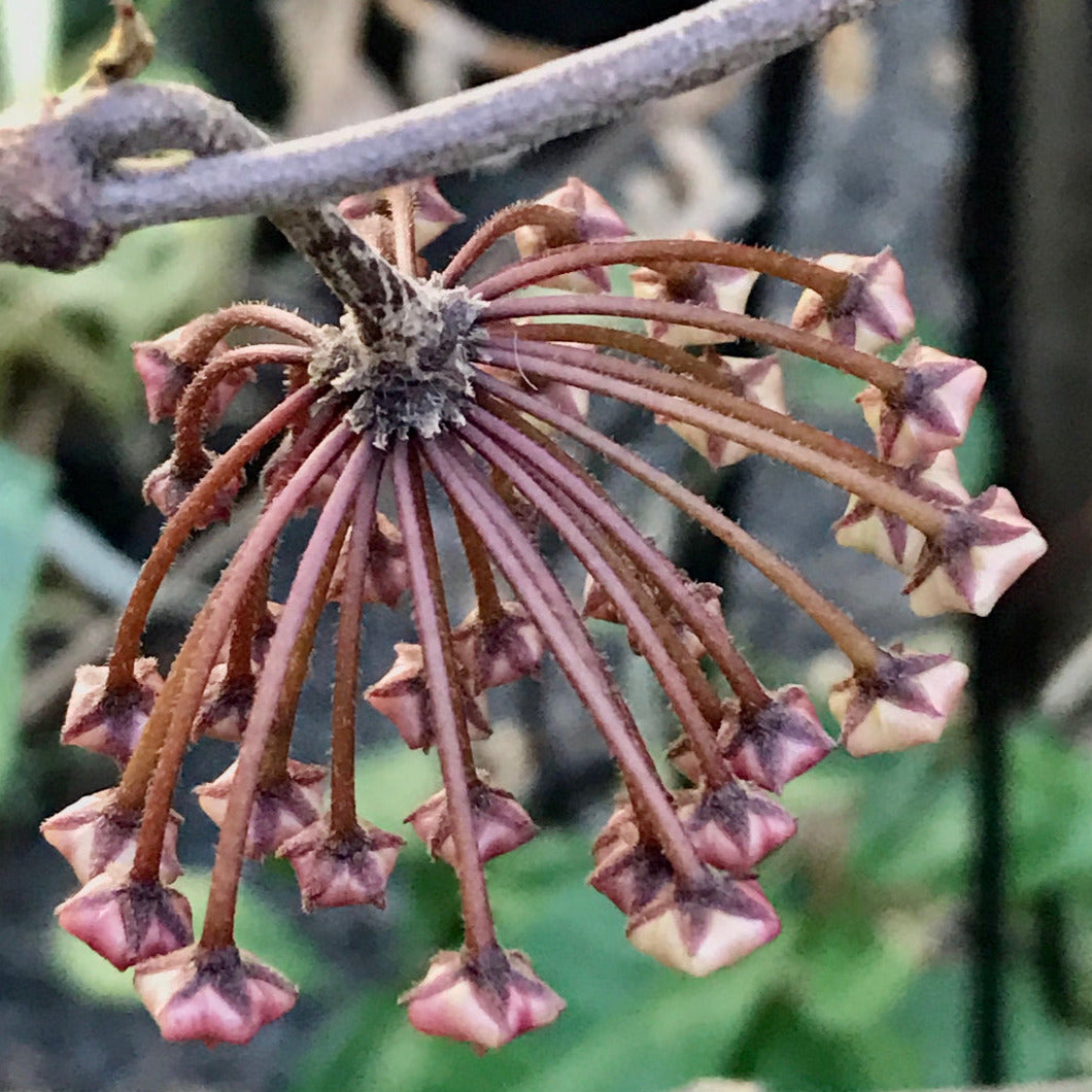 Hoya fungii H3