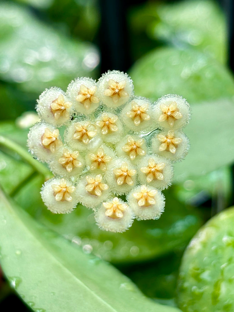 Hoya nabawanensis Sabah IML 1780 H258