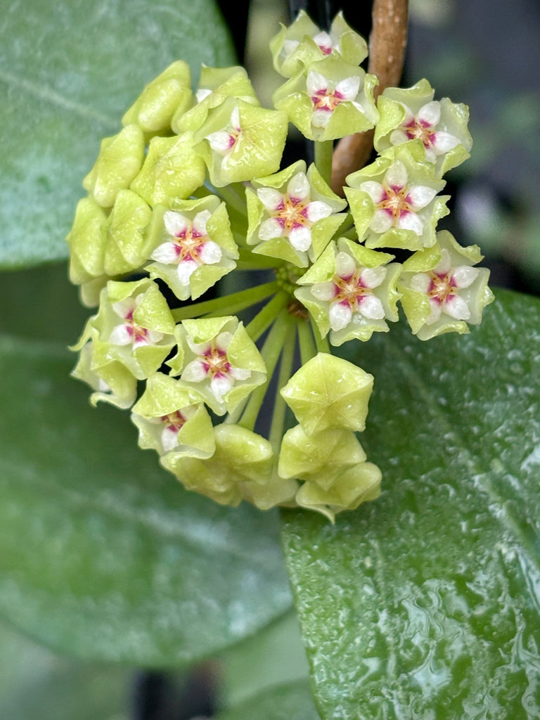 Hoya verticillata green H208