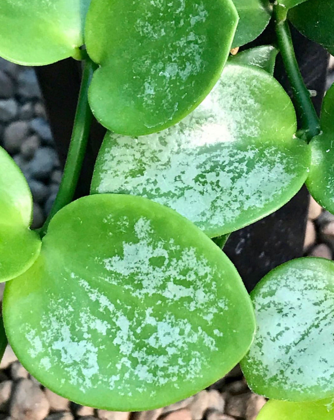 Hoya collina IML 1187 H226