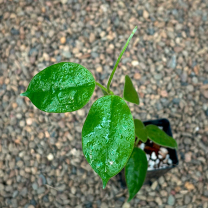 Hoya gigas H345