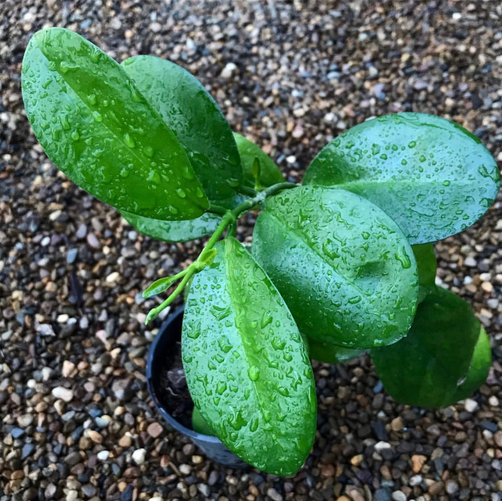 Hoya australis ssp. melanesica IML 0144 H274