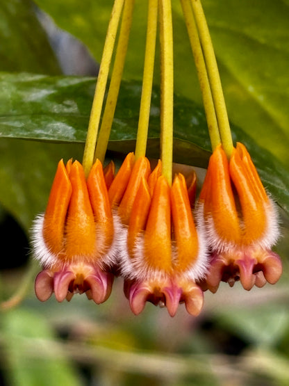 Hoya praetorii H438